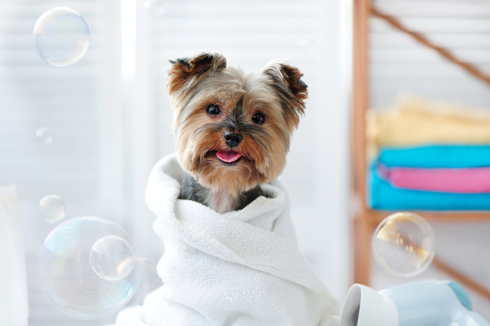 how often should you wash your dog rspca