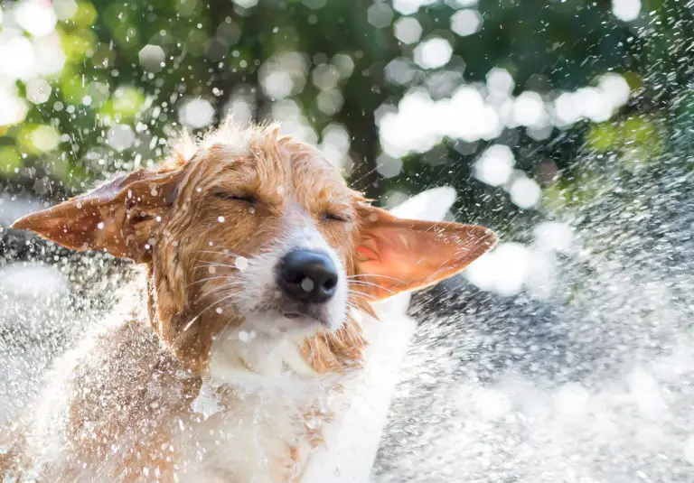 How Often Should You Wash Your dog? 10 Bathing Tips