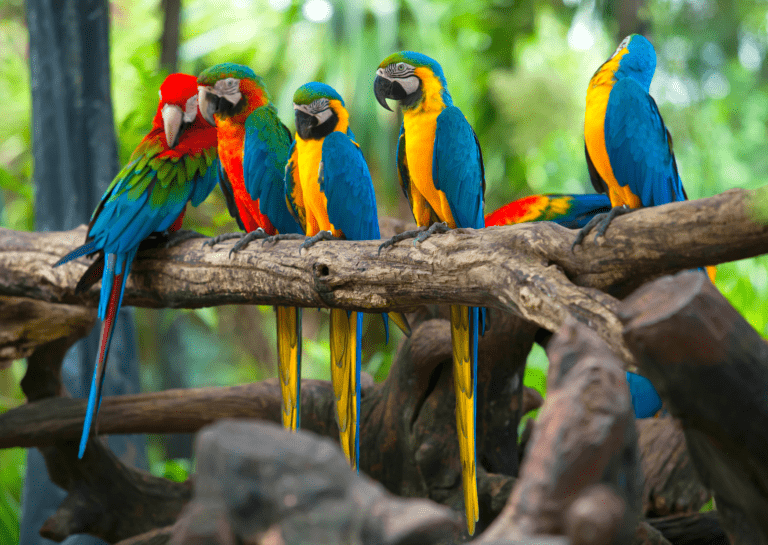 Nine Colourful Pet Birds Worth Keeping