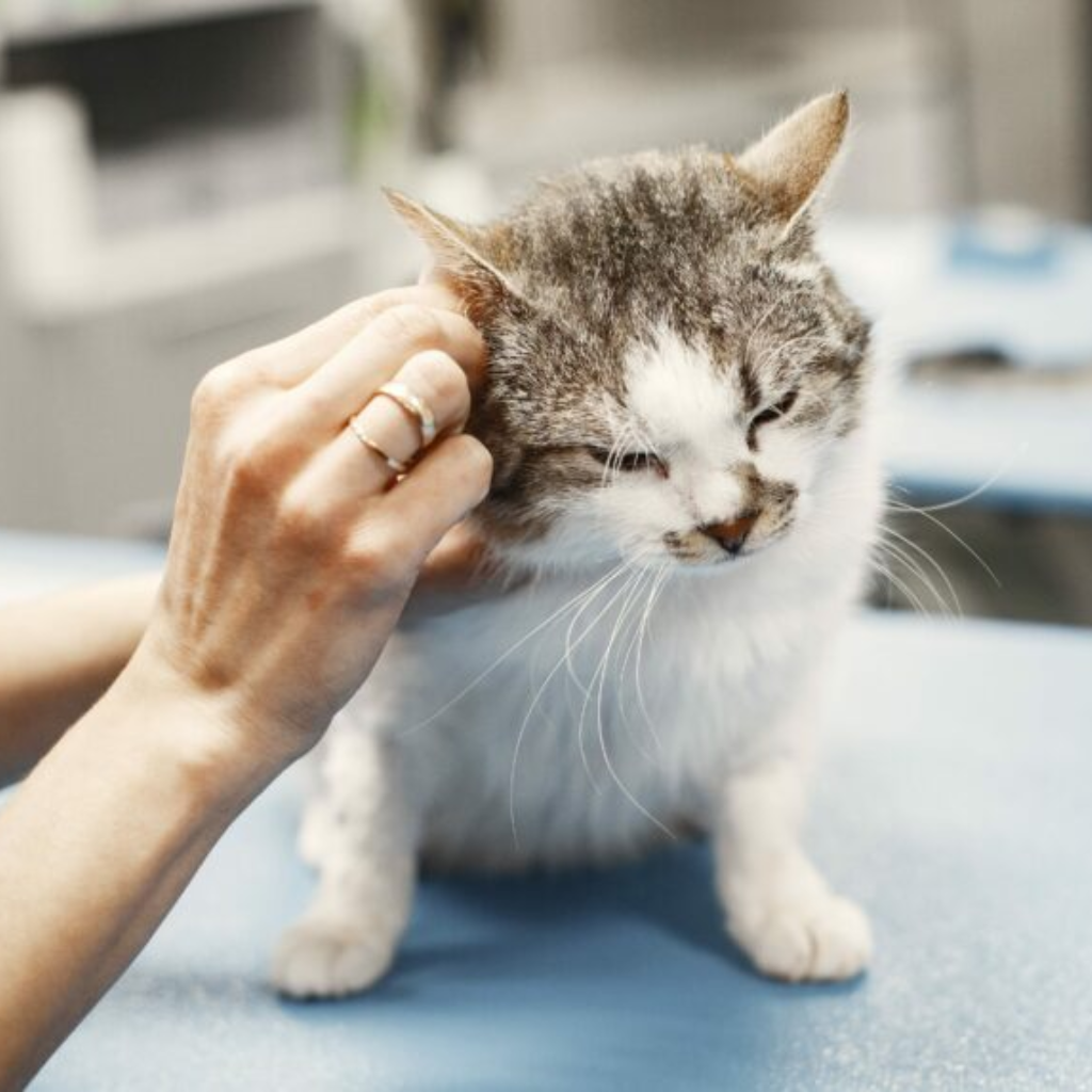 Cats Ears Are Hot: Understanding Your Feline’s Ear Temperature