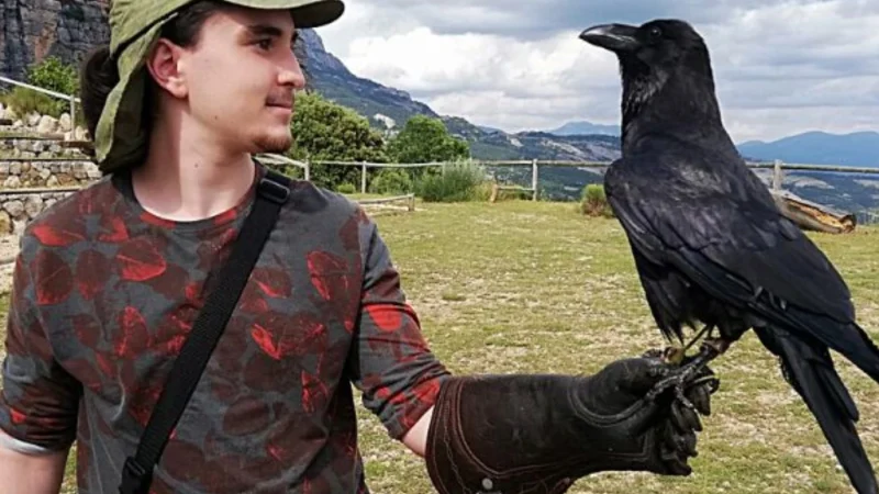 Raven for Sale: A Comprehensive Guide to Owning These Intelligent Birds