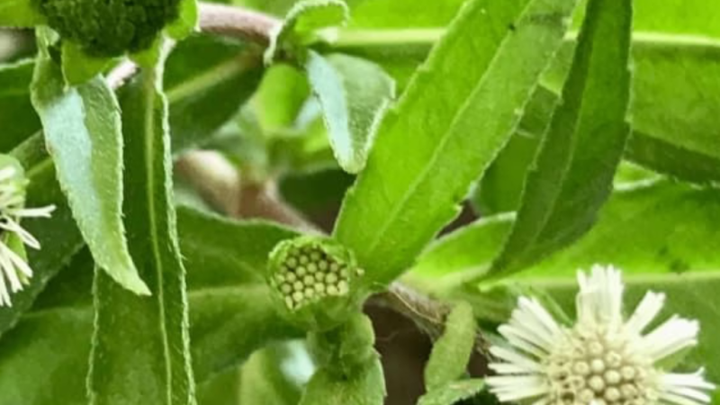 Is Bhringraj Good for High Blood Pressure: A Comprehensive Analysis