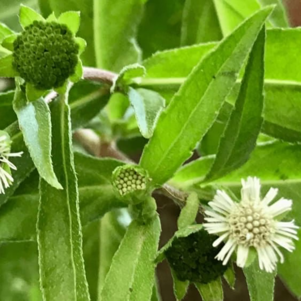 Is Bhringraj Good for High Blood Pressure: A Comprehensive Analysis