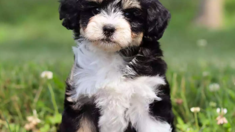 Bernedoodle Price: Complete Guide to Costs and Expenses
