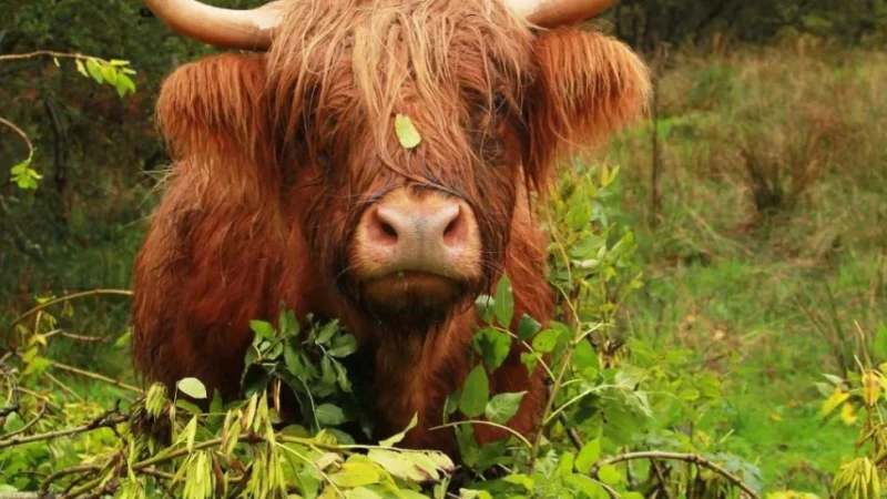 How Much Is a Highland Cow: Complete Pricing Guide