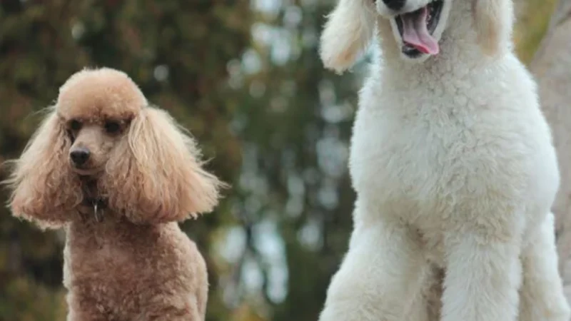 The Complete Guide to Poodle Tail Styles, Care, and Grooming